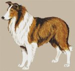 Rough Collie (image for) Rough Collie